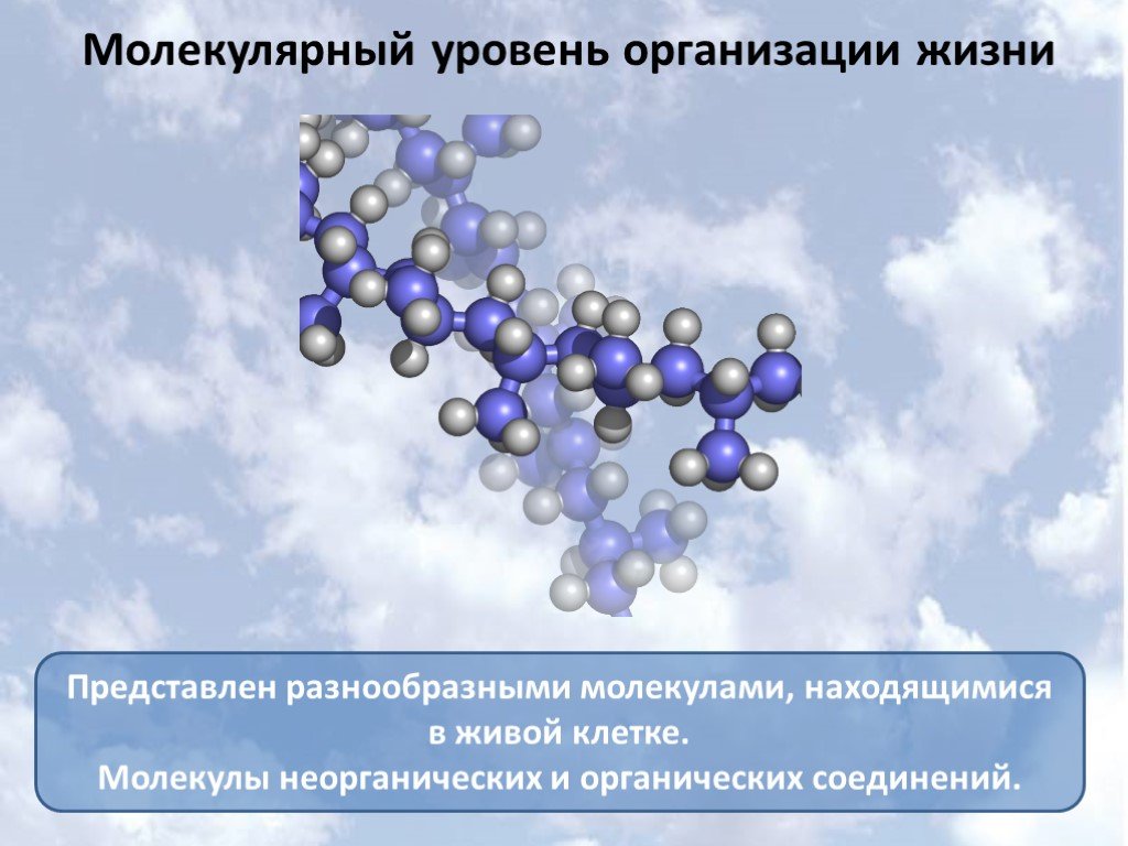 Молекулярный уровень жизни значение и роль в природе презентация 11 класс