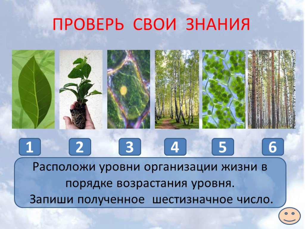 Уровни организации живого огэ. Уровни организации жизни. Уровни организации живого. Уровни организации живой материи организменный уровень. Уровни организации живой природы биология.