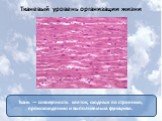 Ткань — совокупность клеток, сходных по строению, происхождению и выполняемым функциям. Тканевый уровень организации жизни