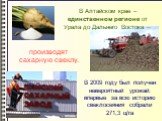 В Алтайском крае – единственном регионе от Урала до Дальнего Востока –. производят сахарную свеклу. В 2009 году был получен невероятный урожай: впервые за всю историю свеклосеяния собрали 271,3 ц/га
