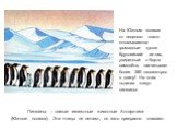 На Южном полюсе от ледяного плато откалываются громадные куски. Крупнейший из них, увиденный с борта самолёта, насчитывал более 350 километров в длину! На этих льдинах живут пингвины. Пингвины – самые известные животные Антарктики (Южного полюса). Эти птицы не летают, но зато прекрасно плавают.