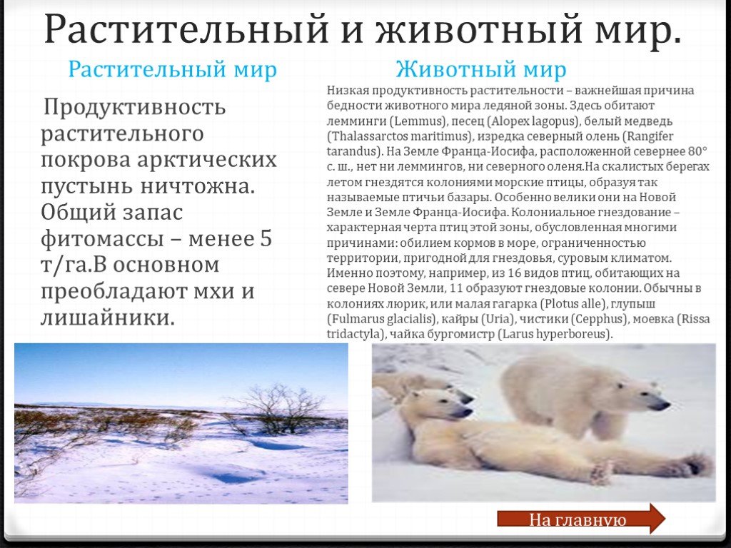 Природные зоны россии арктические пустыни животные. Арктика зона арктических пустынь. Арктическая зона животный мир. Животный и растительный мир Арктики. Обитатели арктической пустыни.