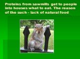 Proteins from sawmills get to people into houses what to eat. The reason of the such - lack of natural food
