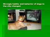 Strongly habits and behavior of dogs in the city changed