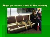 Dogs go on one route to the subway
