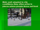 Birds well adapted to city conditions, they often arrive in places where people throw out food