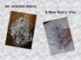 An oriental cherry A New Year`s tree