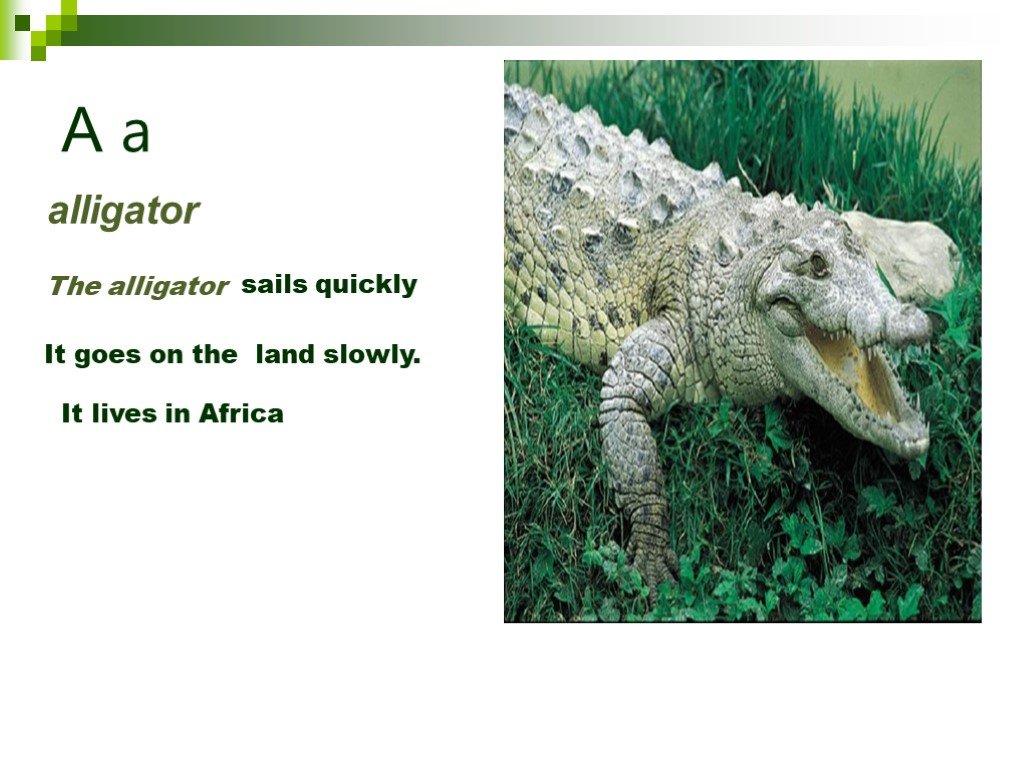 Over a million alligator live in slow