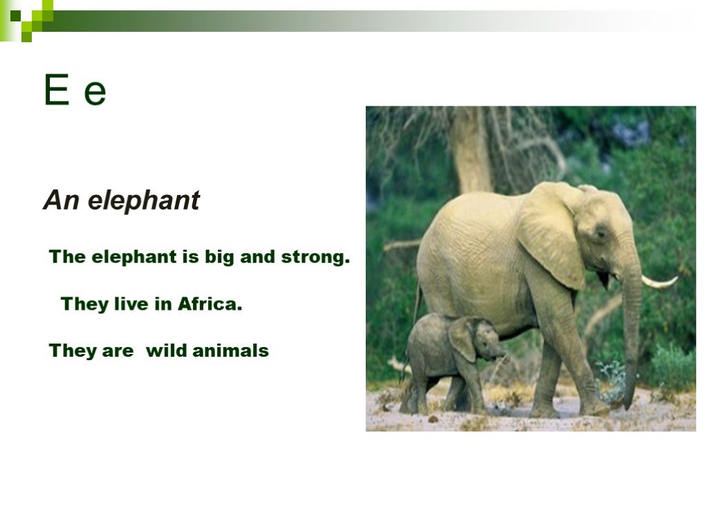 Wild перевести на русский. The Elephant is big. The is big Elephants или the is Elephants big. The Elephant and the Bird ответы. Слон дикое животное презентация английский.