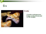 S s Snake. A snake is dangerous. It lives in the forest and in the jungle.