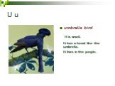 U u umbrella bird It is small. It has a head like the umbrella.