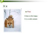 X x Fox It lives in the taiga.
