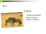 Z z Zebras they are wild animals. They live in the Zoo.