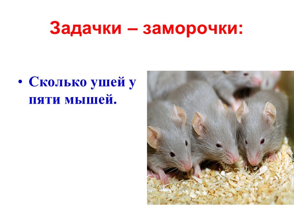 Пять мышей