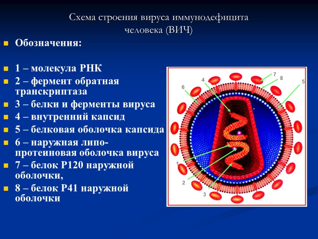 Каковы пути заражения человека вирусом иммунодефицита. Схема строения вириона ВИЧ инфекция. Вирус иммунодефицита человека строение. Вирус ВИЧ строение микробиология. ВИЧ инфекция структура вириона.