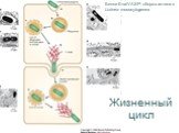 Жизненный цикл. Белки Ena/VASP: сборка актина в Listeria monocytogenes