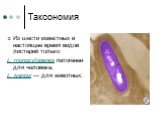 Таксономия. Из шести известных в настоящее время видов листерий только L. monocytogenes патогенен для человека, L. ivanovi — для животных.