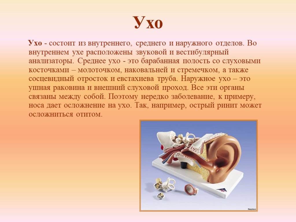 Полость внутреннего уха заполнена воздухом. Полость внутреннего уха заполнена. Среднее ухо слуховые косточки.