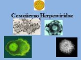 Семейство Herpesviridae