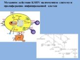 Механизм действия KSHV на иммунную систему и пролиферацию инфицированной клетки