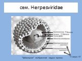 сем. Herpesviridae. "Трёхмерное" изображение вируса герпеса. 11 видов АГ 7 белков 11 белков