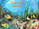 Подводное царство. www.moi-universitet.ru www.edu-reforma.ru