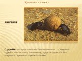 Животные пустыни Скарабей. Скарабей - род жуков семейства Пластинчатоусые. Священный скарабей один из самых знаменитых жуков на свете. Он был священным животным Древнего Египта.