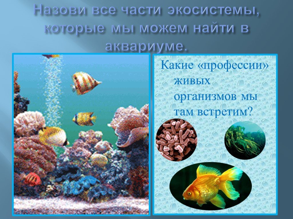 Какие организмы живут в аквариуме биология 5. Экосистема аквариума. Биогеоценоз аквариума. Аквариум искусственная экосистема. Вид экосистемы аквариума.