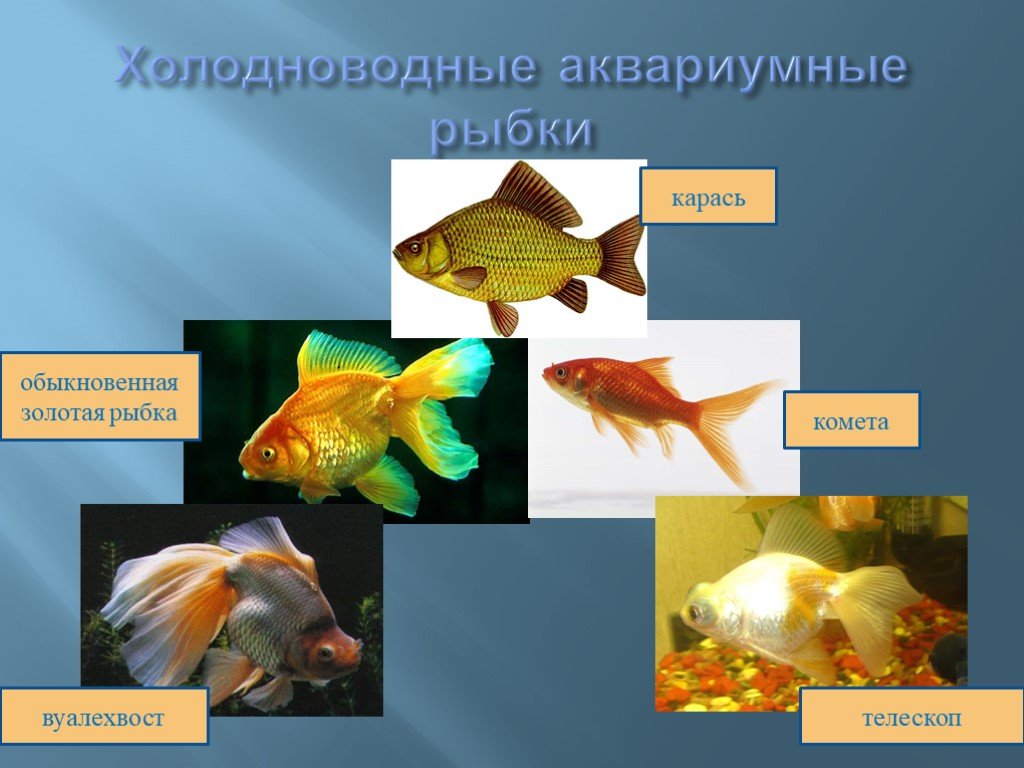 Занятия аквариумные рыбки. Комета вуалехвост рыбка аквариумная. Холодноводные аквариумные рыбки. Рыбки для аквариума для презентации. Сообщение на тему аквариумные рыбки.
