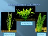 Аквариумные растения. элодея эхинодорус валлиснерия