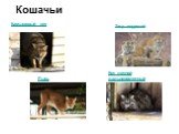 Кошачьи Камышовый кот Тигр амурский Рысь. Кот лесной дальневосточный