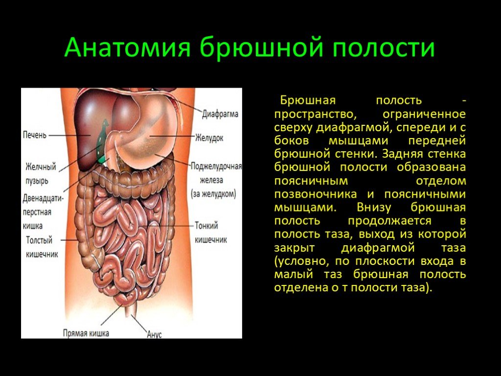 Тонкий кишечник и печень. Брюшная полость строение анатомия. Анатомия брюшной полости человека схема. Анатомия органов брюшной полости человека схема расположения. Органы брюшины анатомия.