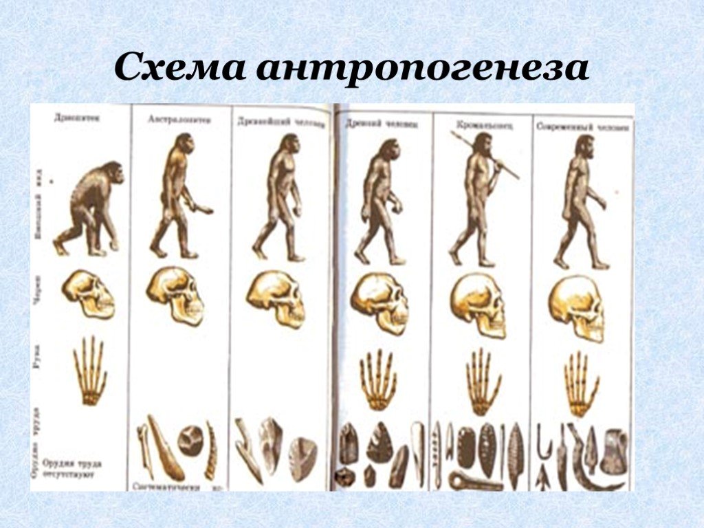 Укажите виды человека. Стадии антропогенеза схема. Происхождение человека схема Антропогенез. Этапы эволюции человека Дарвин. Схема происхождение человека основные этапы антропогенеза.