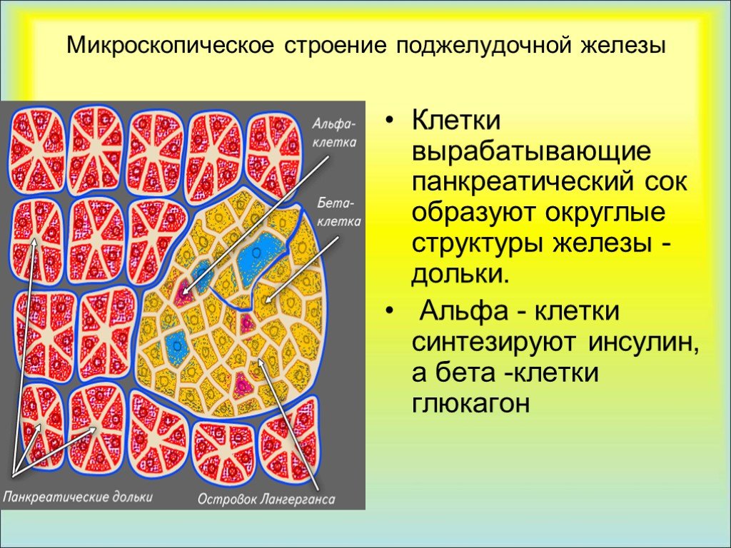 Β клеток островков лангерганса. Строение бета клетки поджелудочной железы. Строение дольки поджелудочной железы. Рр клетки поджелудочной железы функция. Строение панкреатической дольки.