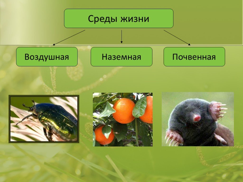 Проект по биологии 5 класс на тему среды жизни планеты земля