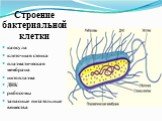 Строение бактериальной клетки. капсула клеточная стенка плазматическая мембрана цитоплазма ДНК рибосомы запасные питательные вещества