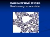 Одноклеточный грибок Saccharomyces cerevisiae