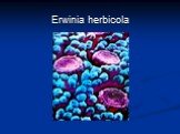 Erwinia herbicola