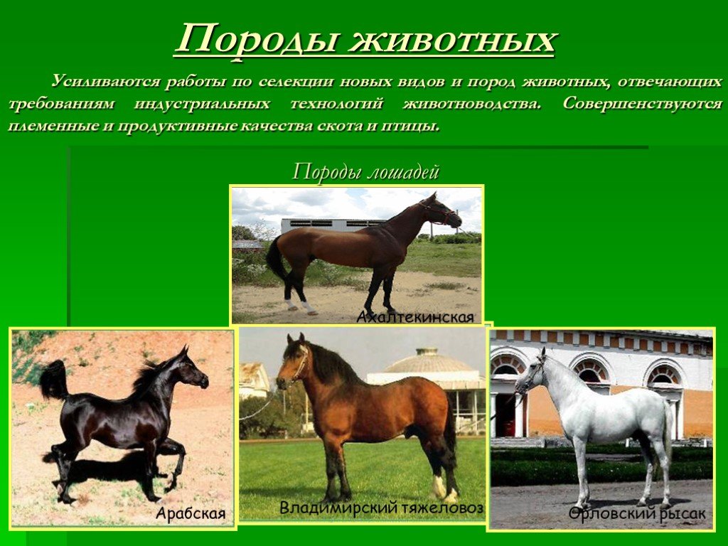 Порода это класс биология. Селекция лошадей. Породы животных. Селекция пород животных. Порода это в селекции.