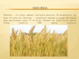 пшеница. Пшеница — это очень древнее культурное растение. Ее возделывают уже более 10 тысяч лет. Пшеница — важнейшая зерновая культура. На земном шаре насчитывают около 15 ее видов. Каждый вид имеет много сортов. Сейчас известно 4000 сортов пшеницы.