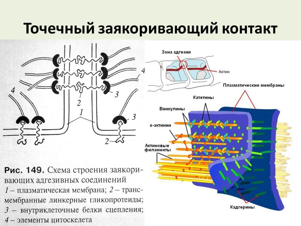 Взаимосвязь между клетками и органами. Схемы межклеточных соединений. Схема строения межклеточных контактов. Типы межклеточных контактов гистология. . Схема строения межклеточных контакто.
