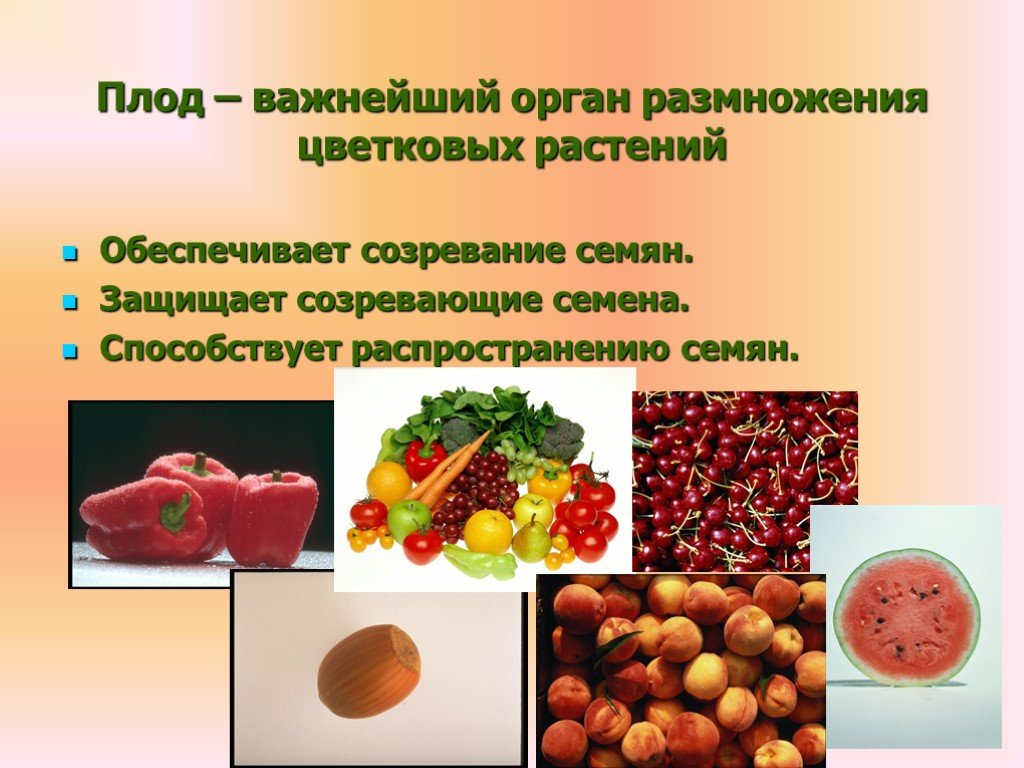 Какое значение плодов. Основные функции плодов. Функции плодов и семян. Плоды презентация. Разнообразие плодов и семян.