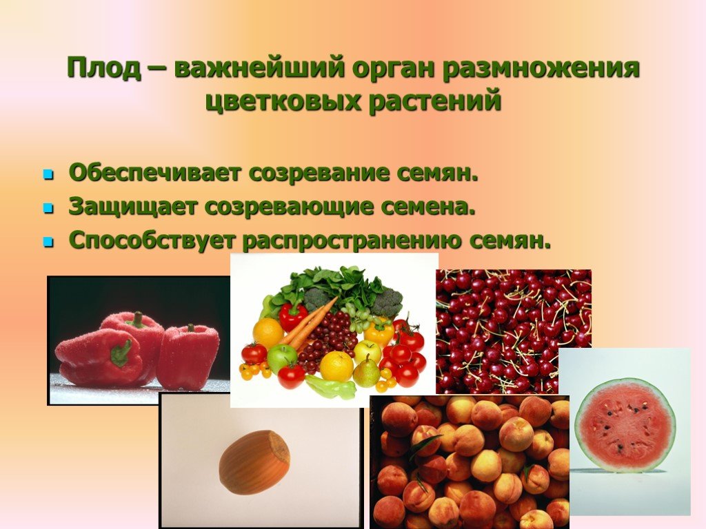 Значение плодов. Основные функции плодов. Разнообразие плодов в природе. Разнообразие плодов и семян. Функции плодов и семян.