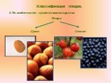 Классификация плодов. I. По особенностям строения околоплодника. Плоды Сухие Сочные