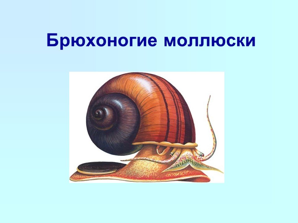 Роды брюхоногих моллюсков