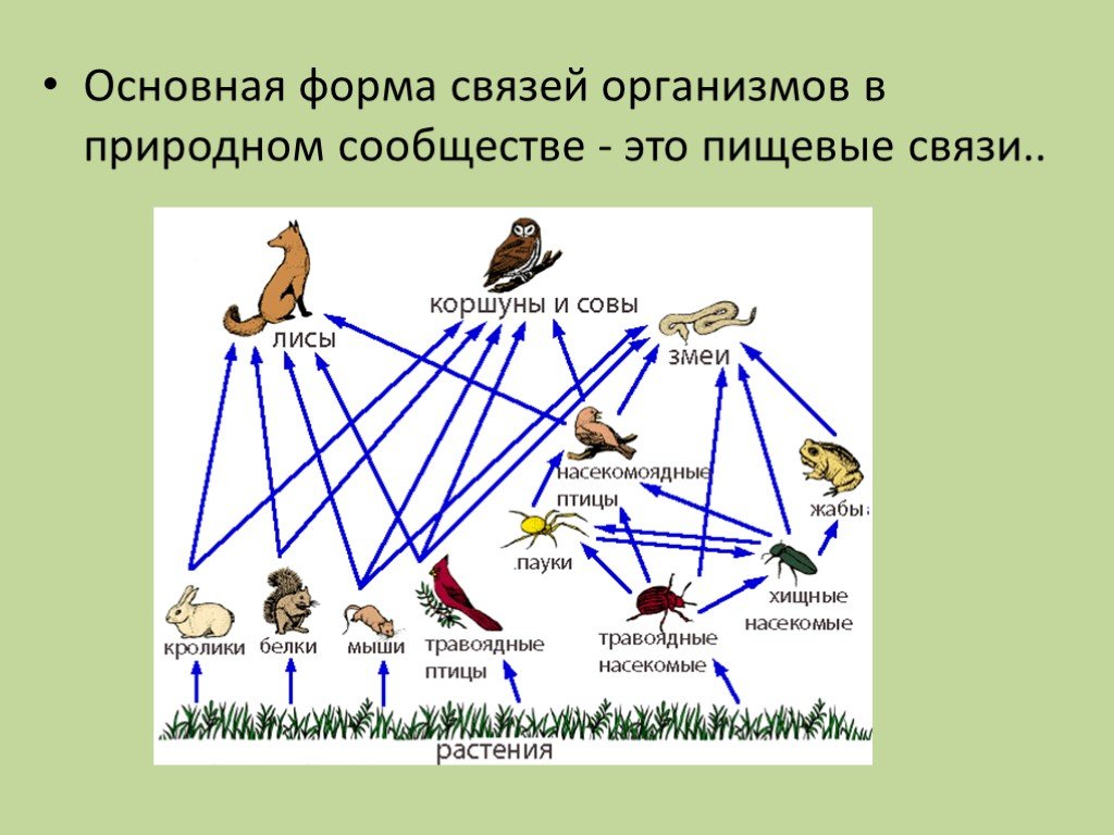 Сообщества презентация 9 класс по биологии