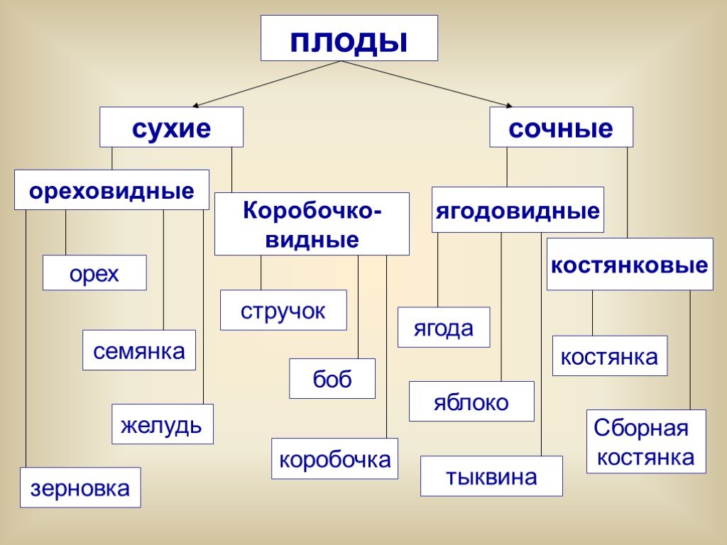 Виды и их значение. Плод разнообразие и значение плодов 6 класс биология. Классификация плодов схема с примерами. Схема плодов биология 6 класс. Схема классификации плодов 6 класс биология.