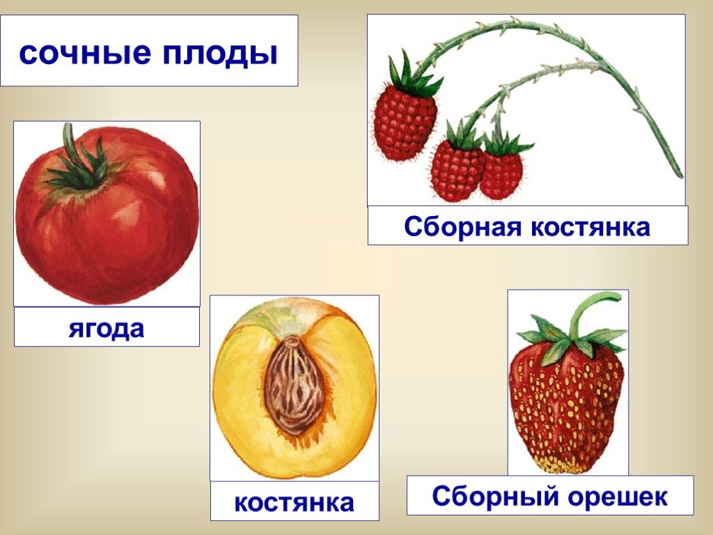 Плод тест 1. Сочные плоды. Плоды разнообразие плодов. Сухие и сочные плоды. Сочные плоды растений.