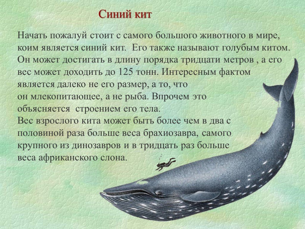 Рассказ про синего. Рассказ про кита. Доклад про китов. Голубой кит. Синий кит доклад.