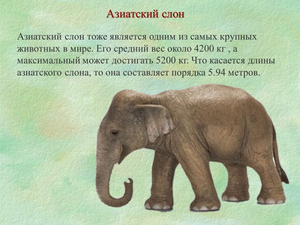 Слон рассказ 1 класс окружающий мир. Доклад про слона. Азиатский слон азиатский слон. Доклад про слонов. Азиатский слон красная книга.
